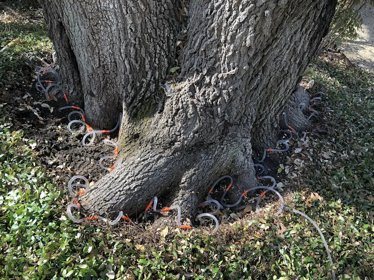 Detailed Tree Cabling and Bracing job site in Victory Mills