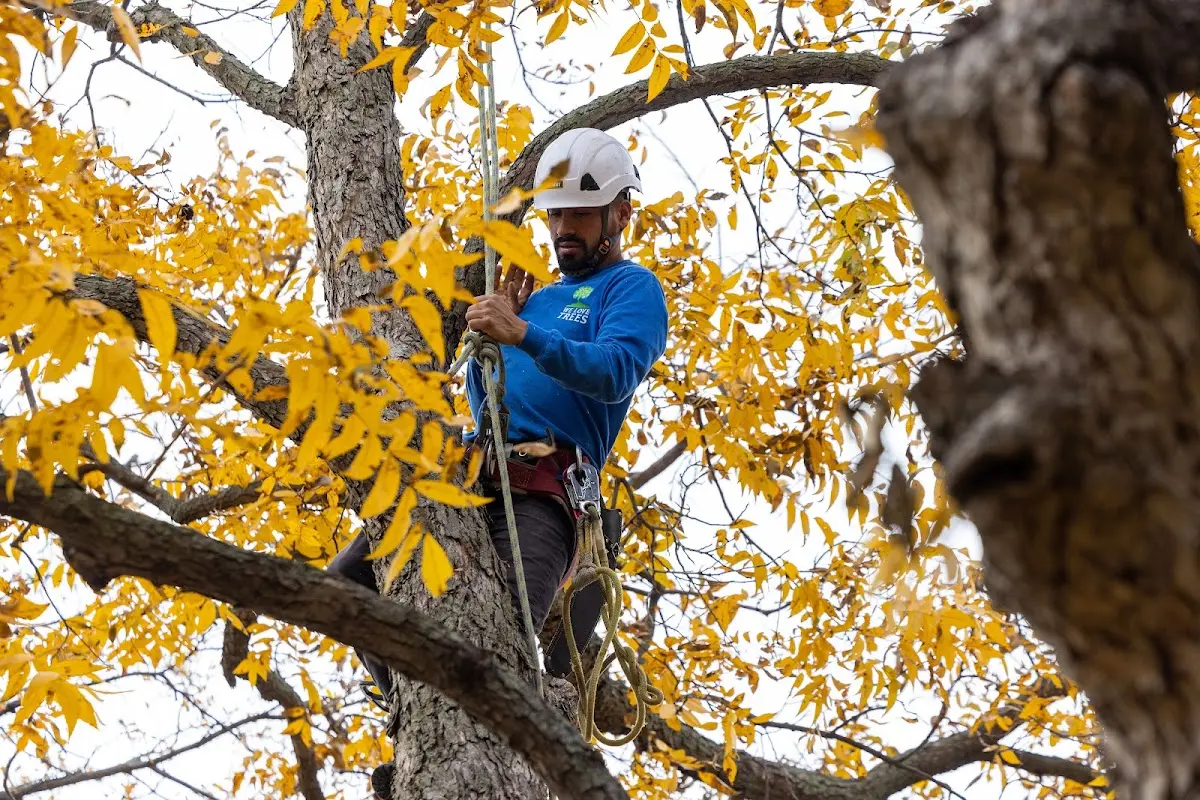 Skilled Tree Pruning crew working in Victory Mills