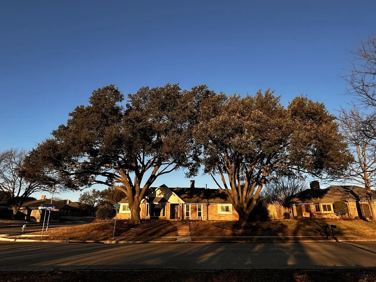 Established residential canopy tree shading a home in Victory Mills